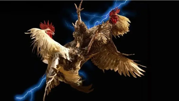 Đá Gà i9Bet: Lửa Đam Mê Cháy Bỏng Trên Đấu Trường Cá Cược Online 1 Đá Gà i9Bet: Lửa Đam Mê Cháy Bỏng Trên Đấu Trường Cá Cược Online